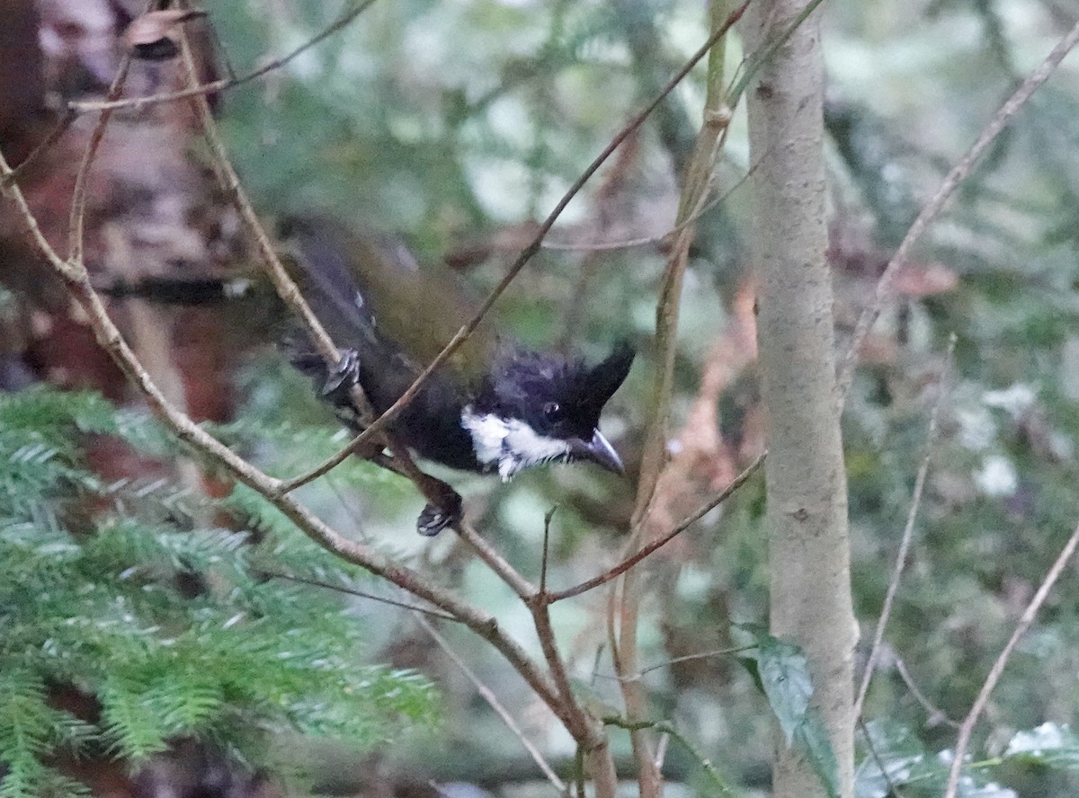 Psophode à tête noire - ML644260203