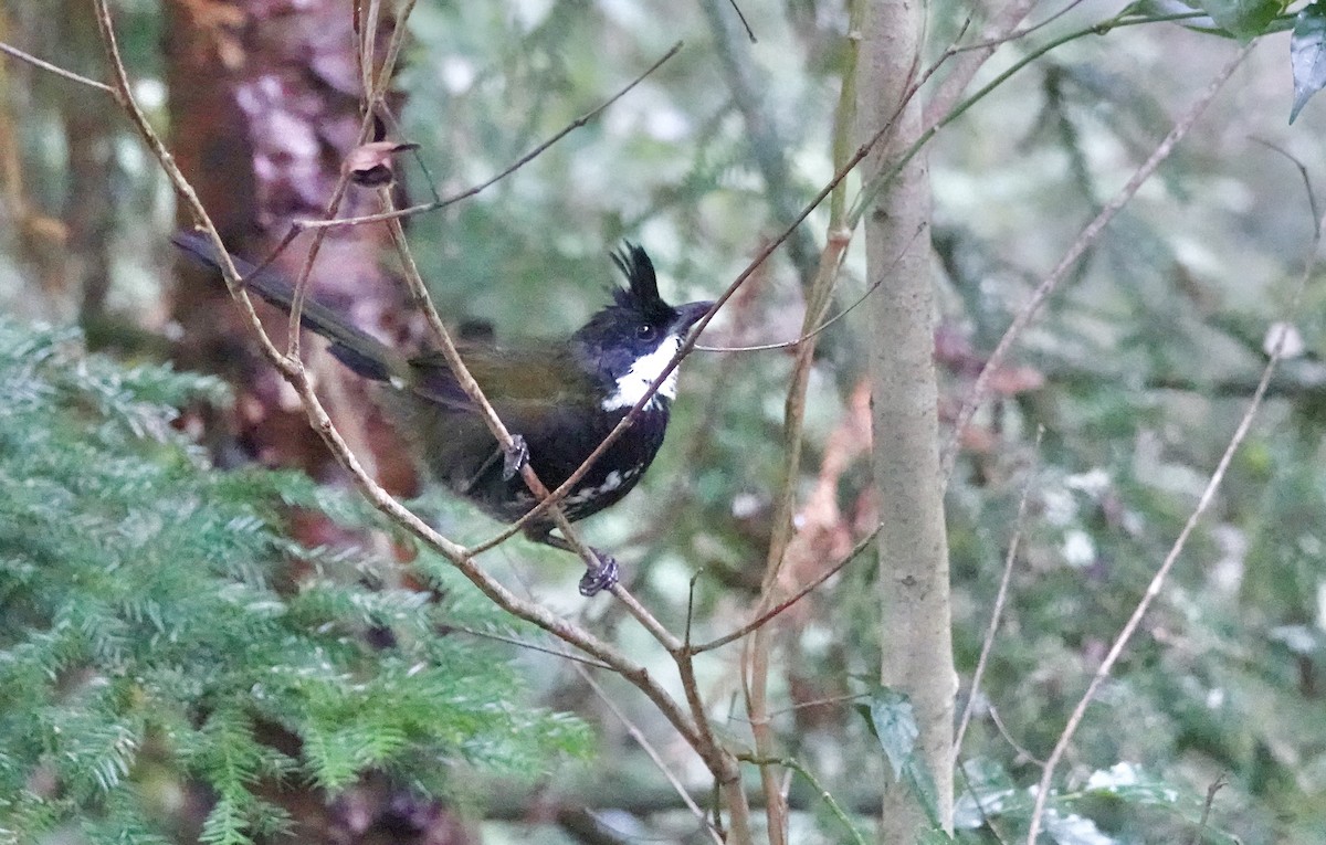 Psophode à tête noire - ML644260204