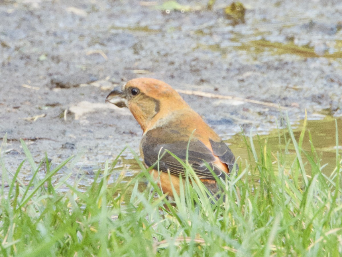 Bec-croisé des sapins - ML644260205