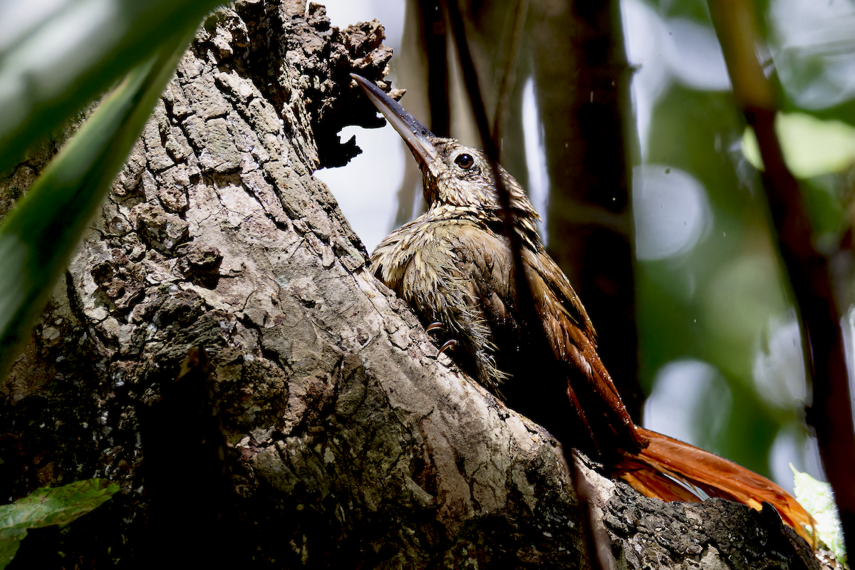 Grimpar de Souleyet - ML644260206