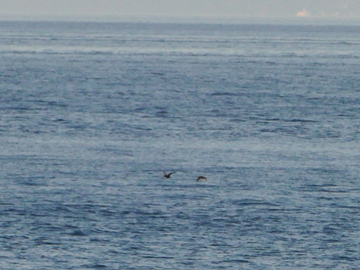 Macreuse à bec jaune - ML644260207