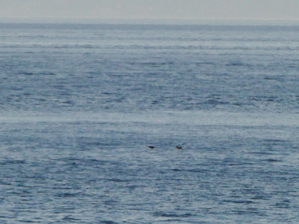 Macreuse à bec jaune - ML644260208