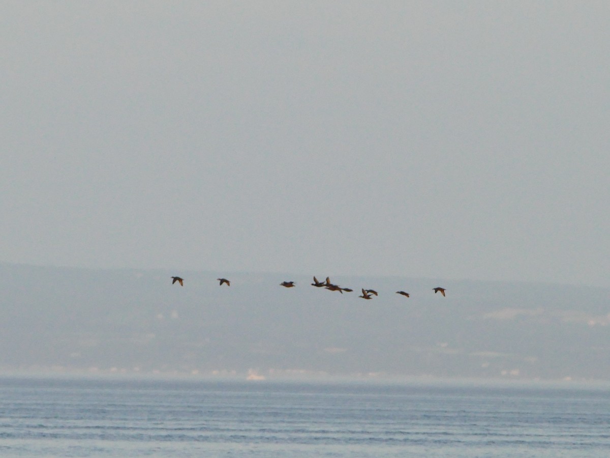 Macreuse à bec jaune - ML644260209