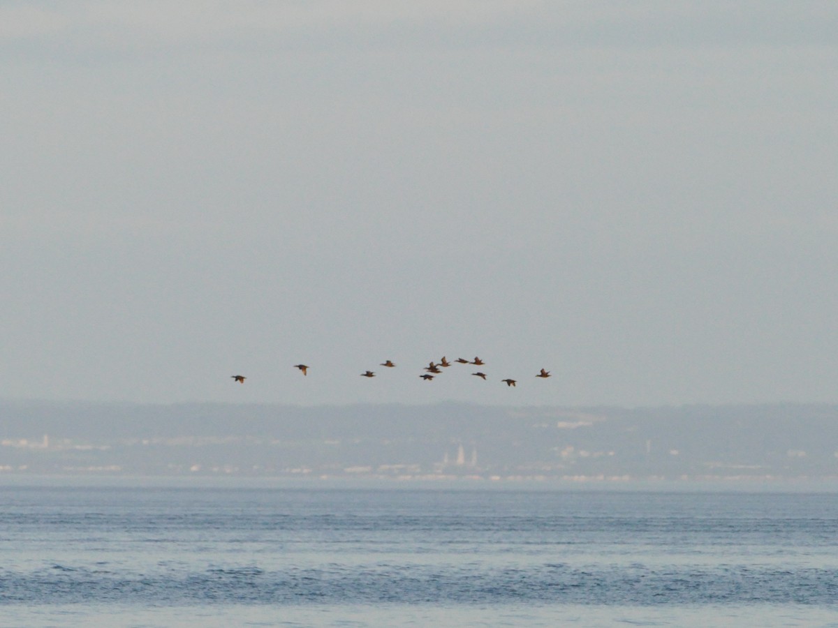 Macreuse à bec jaune - ML644260210