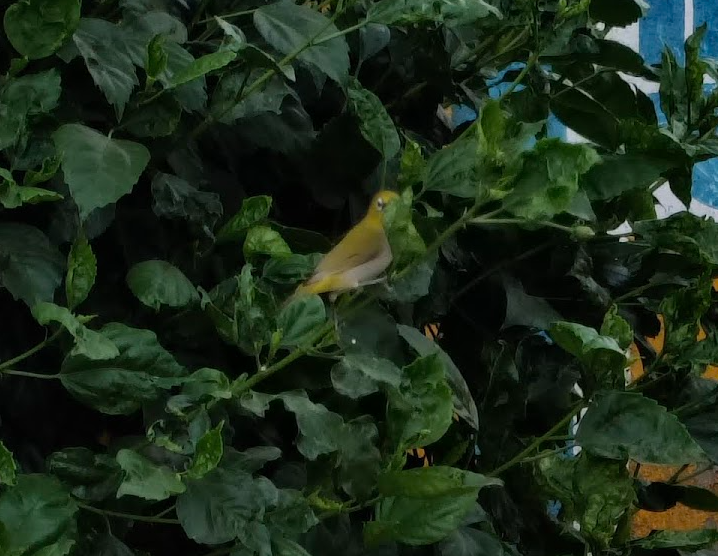 Zostérops oriental - ML644260214