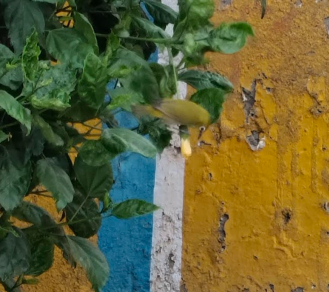 Zostérops oriental - ML644260215