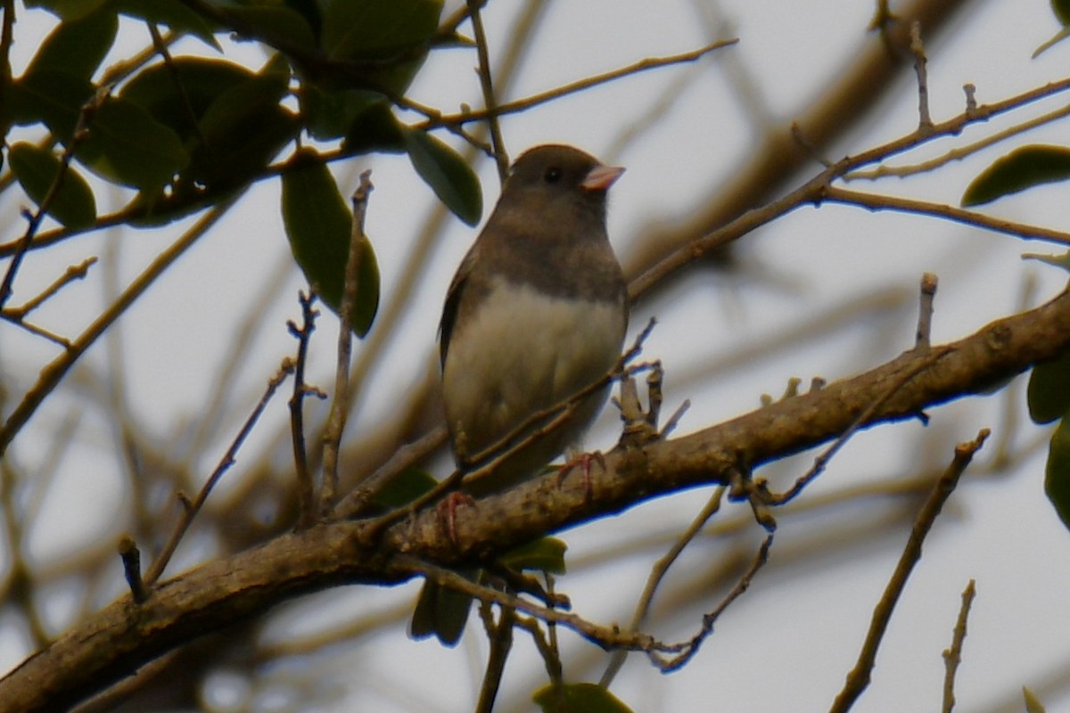 Junco ardoisé - ML644260218
