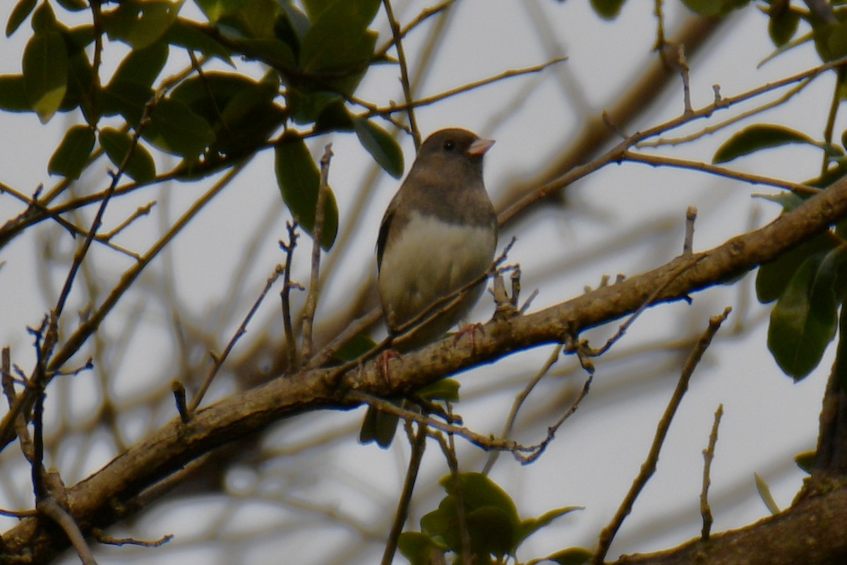 Junco ardoisé - ML644260219