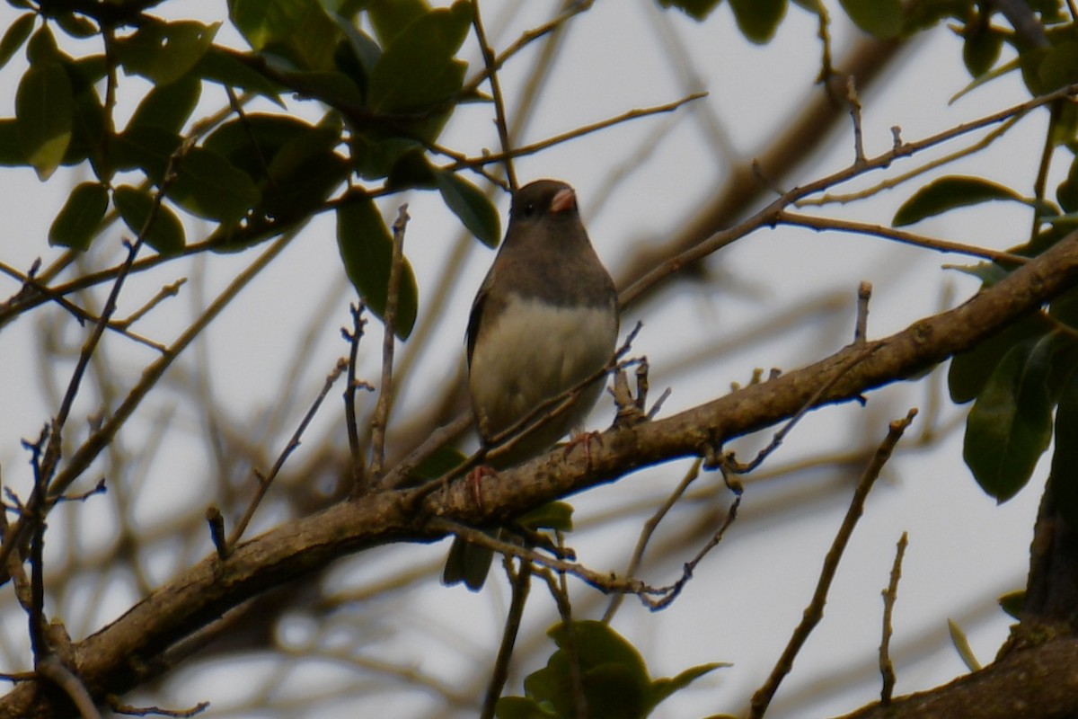 Junco ardoisé - ML644260220