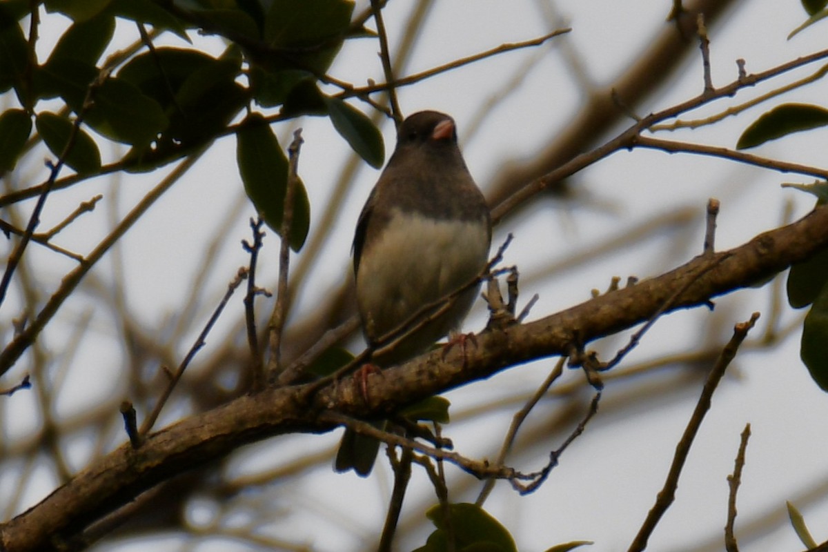 Junco ardoisé - ML644260222