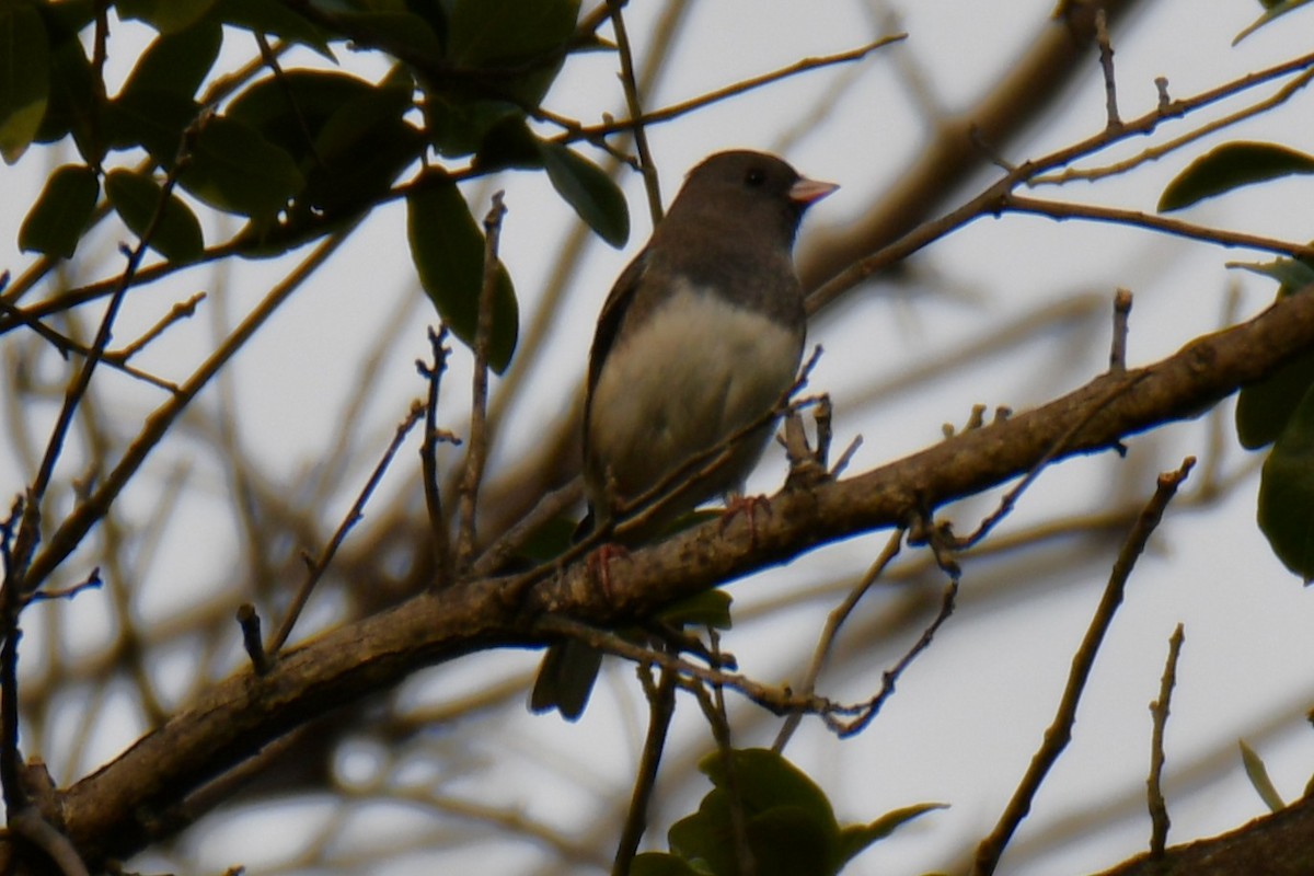 Junco ardoisé - ML644260223