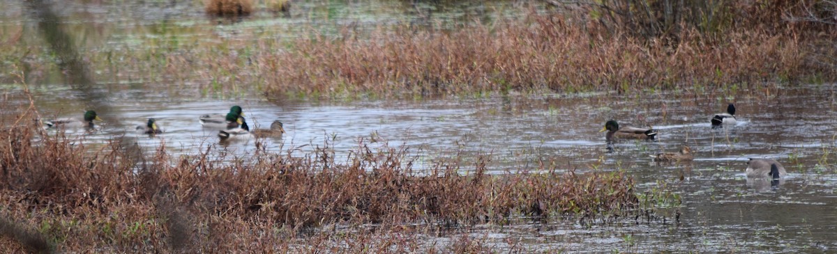 Canard colvert - ML644260225