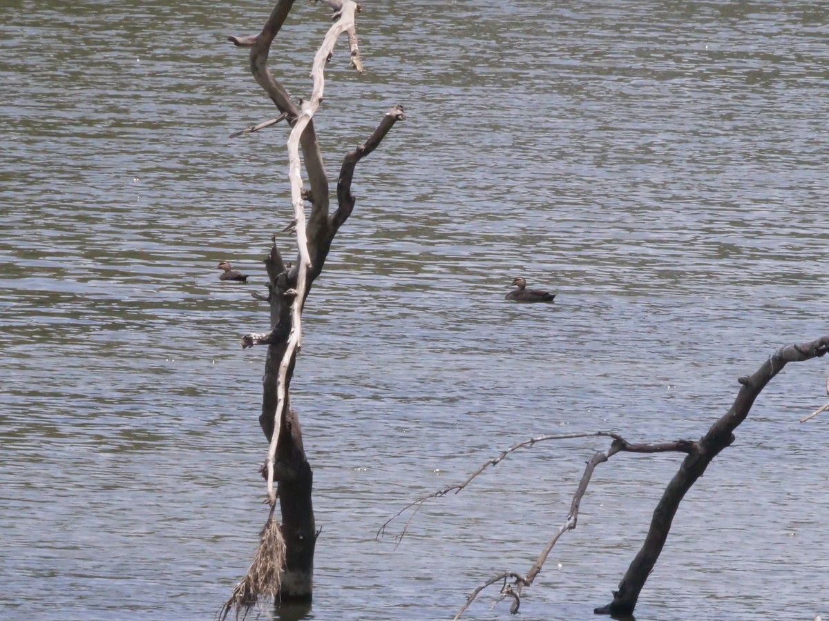 Canard à sourcils - ML644260226