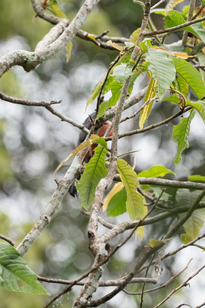 båndtrogon - ML644260227