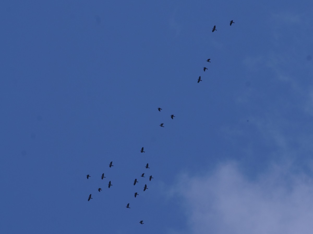 Carpophage à double huppe - ML644260228