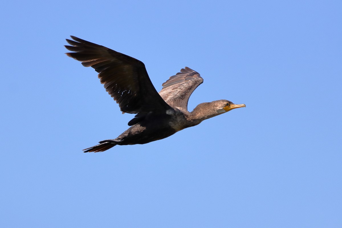 Neotropic Cormorant - ML644260229