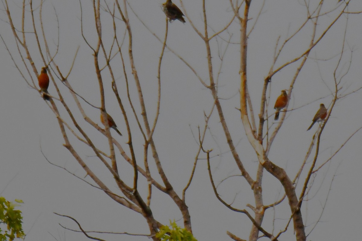 Merle d'Amérique - ML644260230