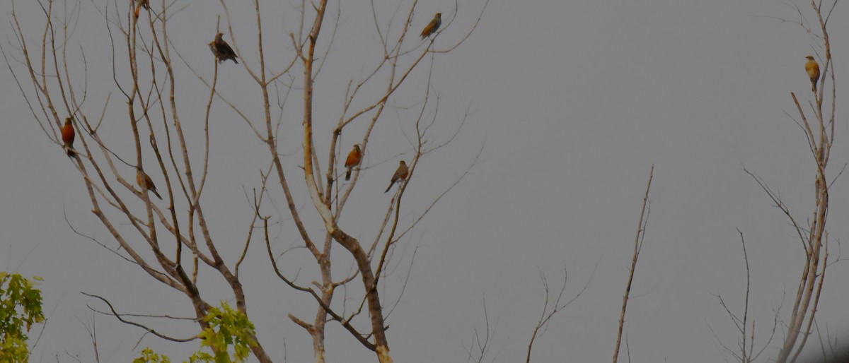 Merle d'Amérique - ML644260231