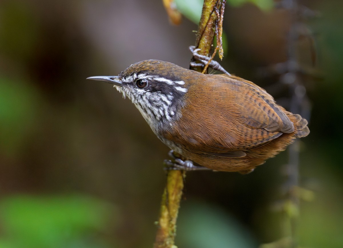 Troglodyte de Negret - ML644260232