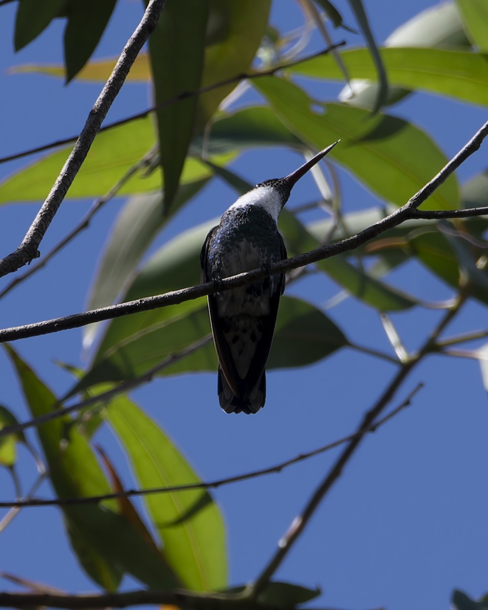 White-throated Hummingbird - ML644260257