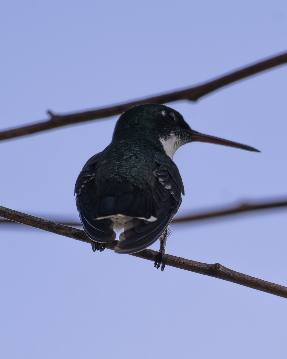 White-throated Hummingbird - ML644260258