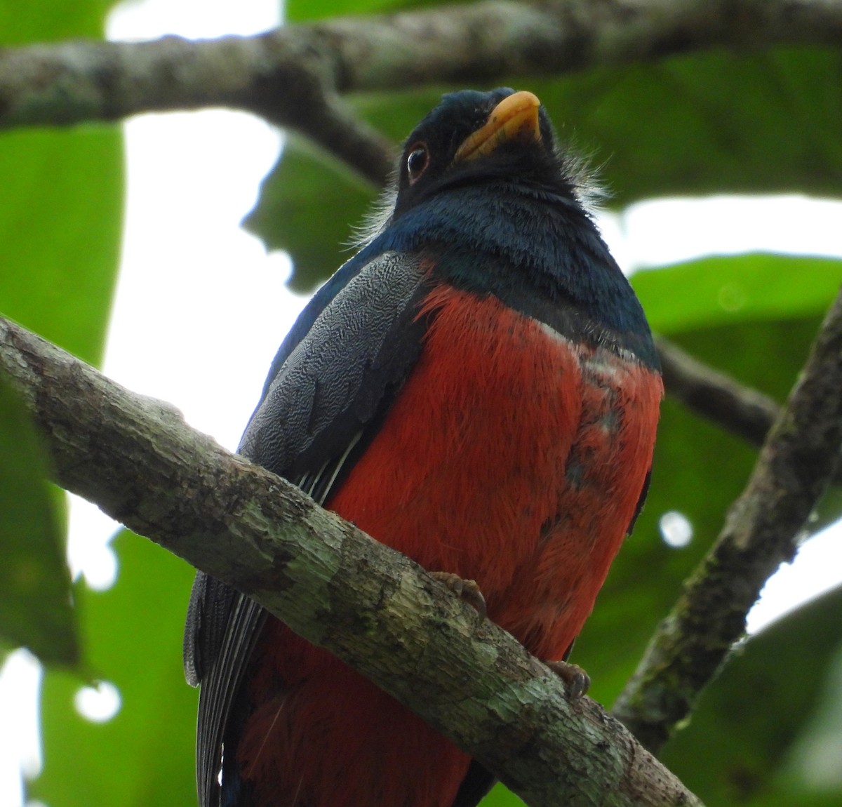 Black-tailed Trogon - ML644260262