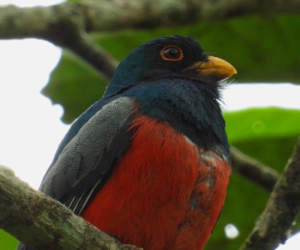 Black-tailed Trogon - ML644260270