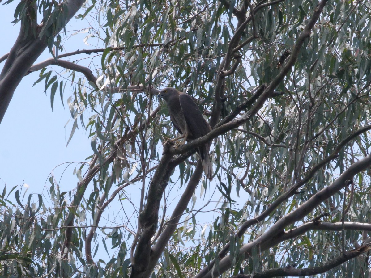 Яструб бурий - ML644260271