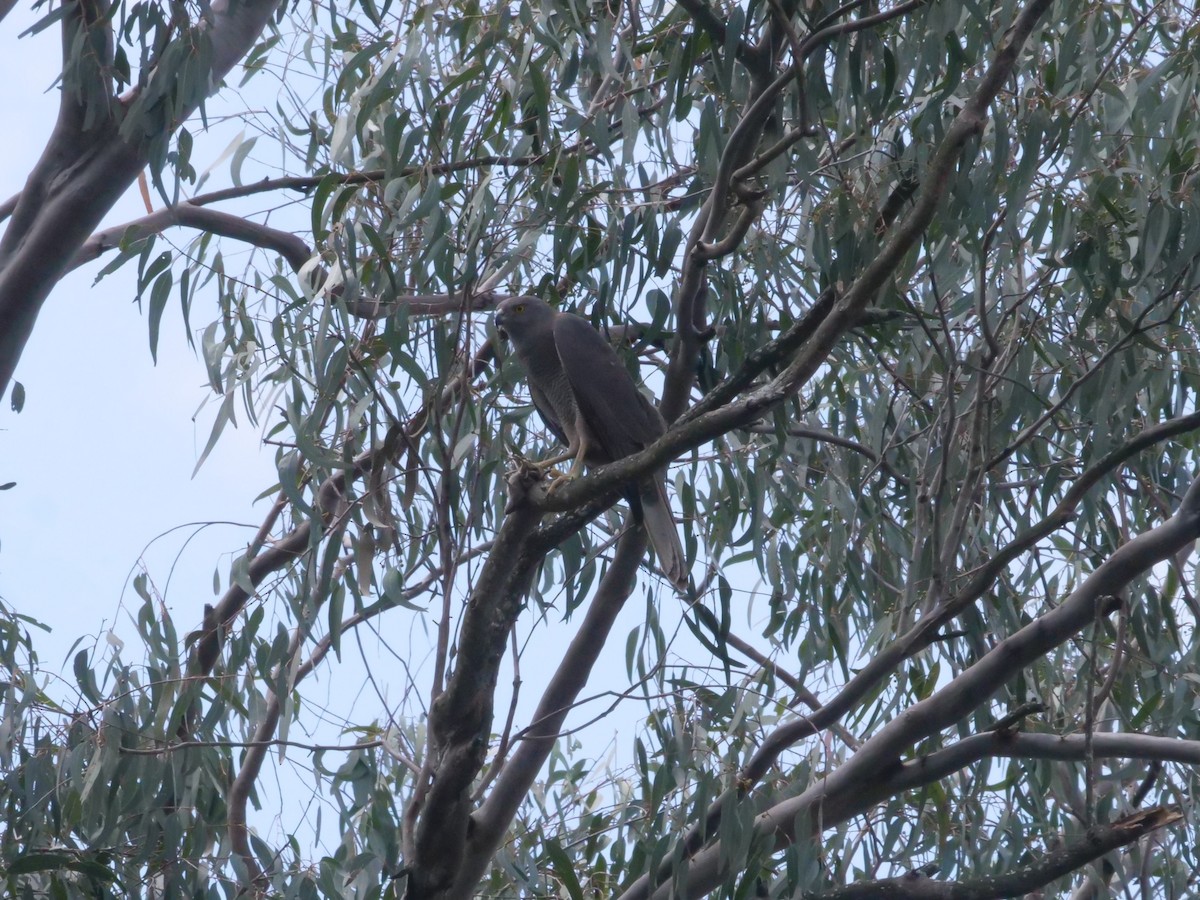 Яструб бурий - ML644260272