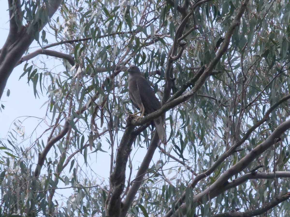 Яструб бурий - ML644260273