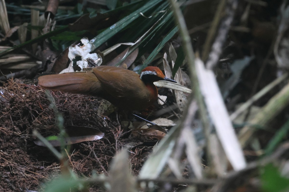 Malaysian Rail-babbler - ML644260275