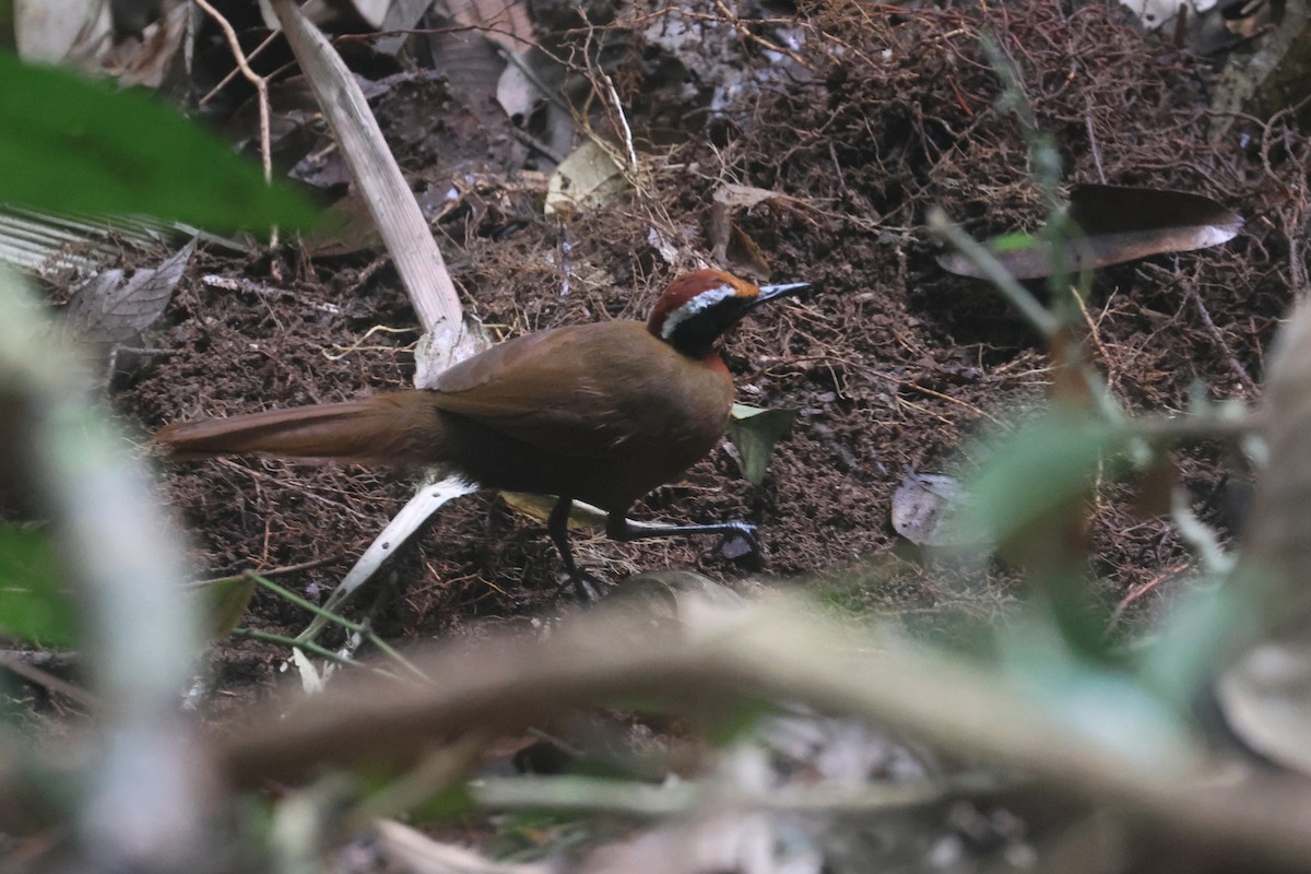 Malaysian Rail-babbler - ML644260276