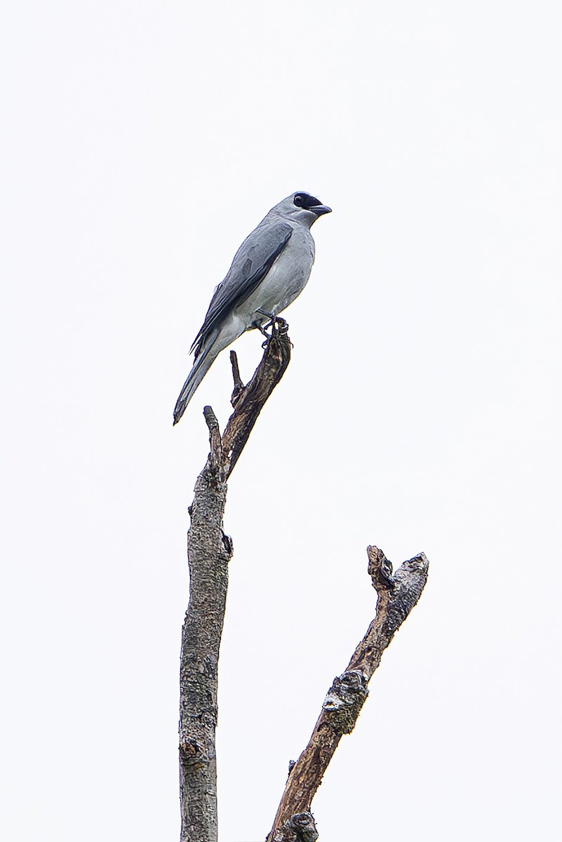 Black-faced Cuckooshrike - ML644260279