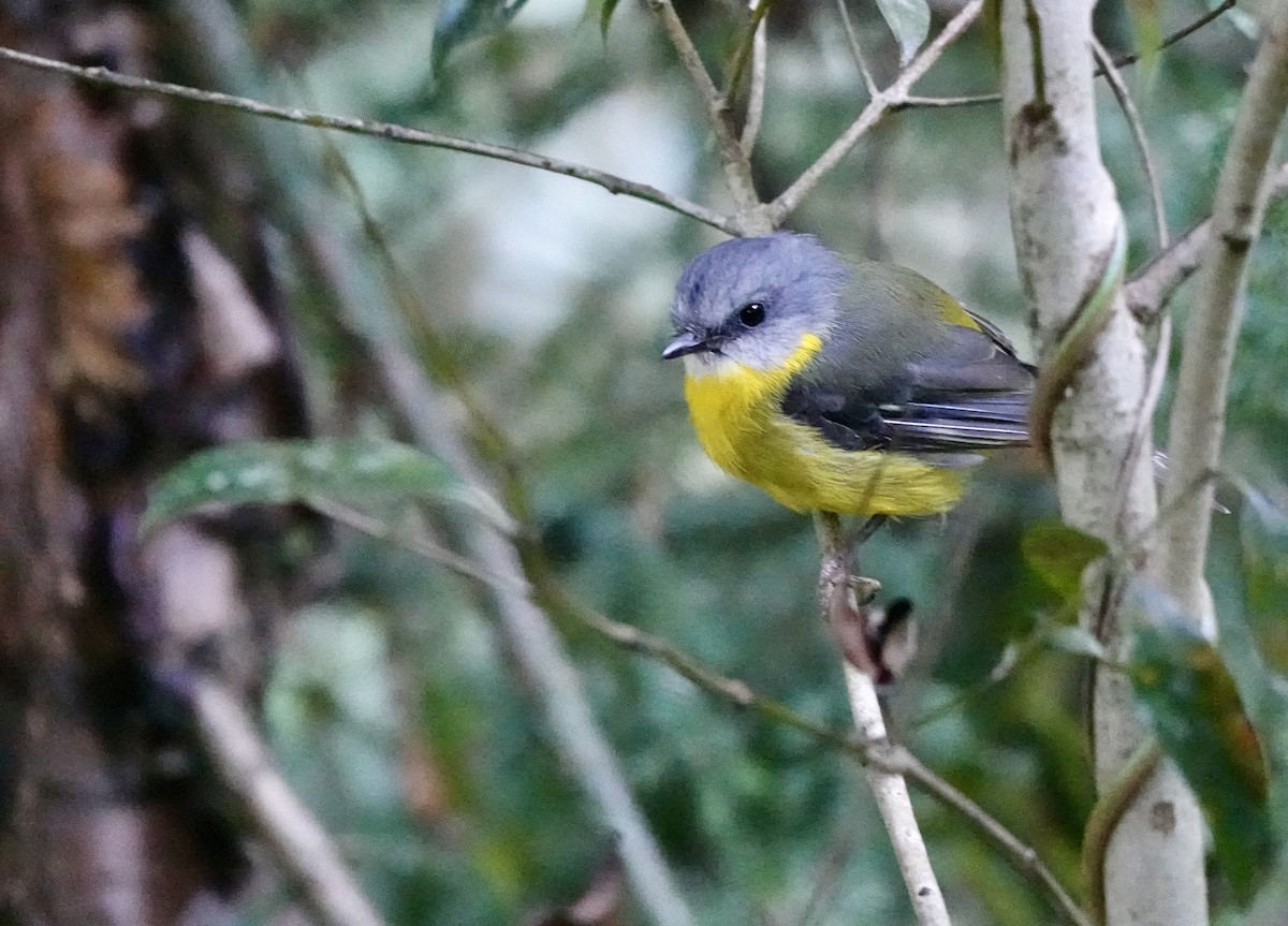 Королець жовтий - ML644260283