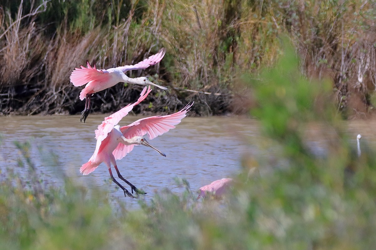 Roseate Spoonbill - ML644260299