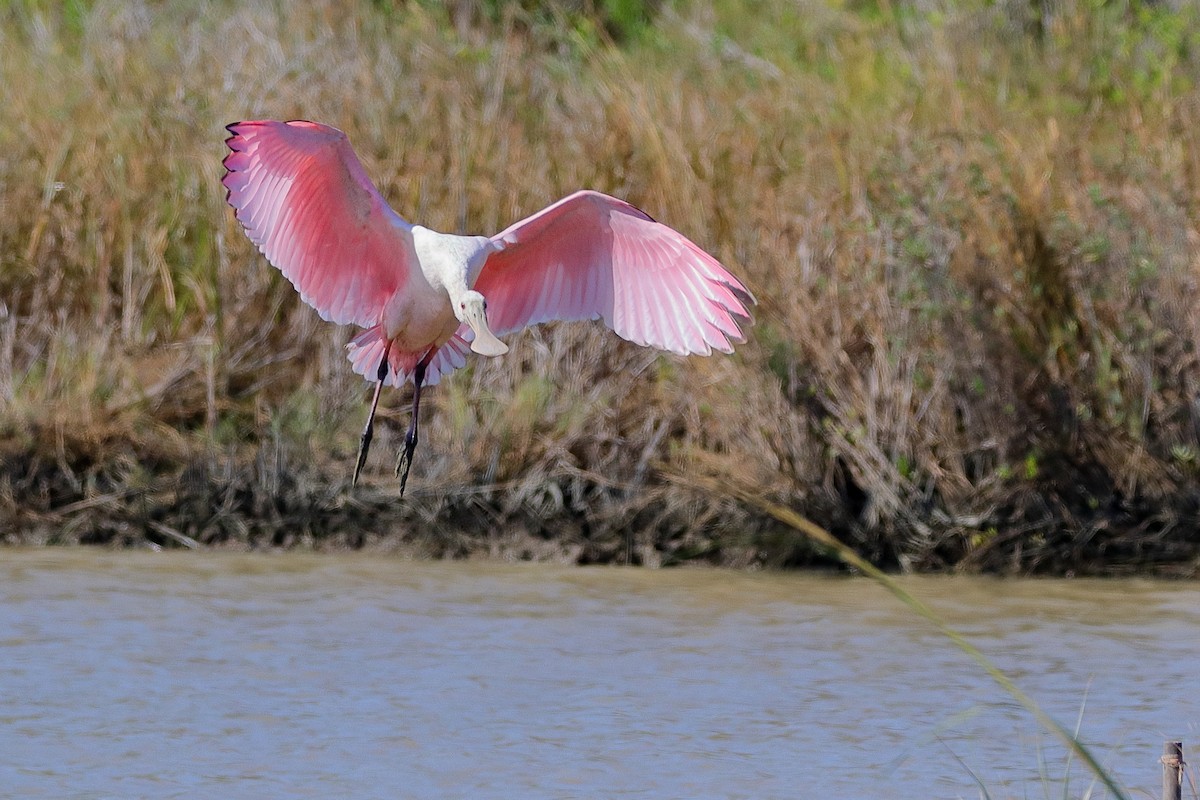 Roseate Spoonbill - ML644260300