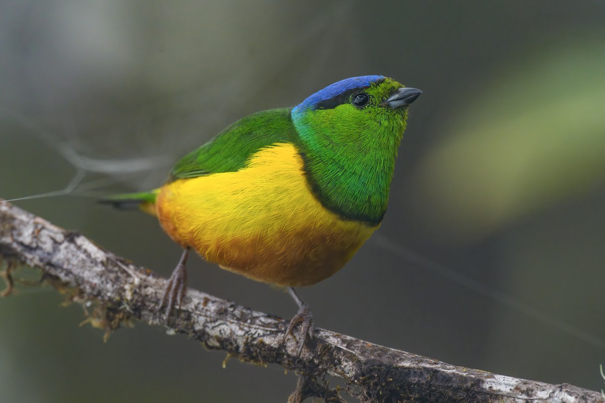 Chestnut-breasted Chlorophonia - ML644260301