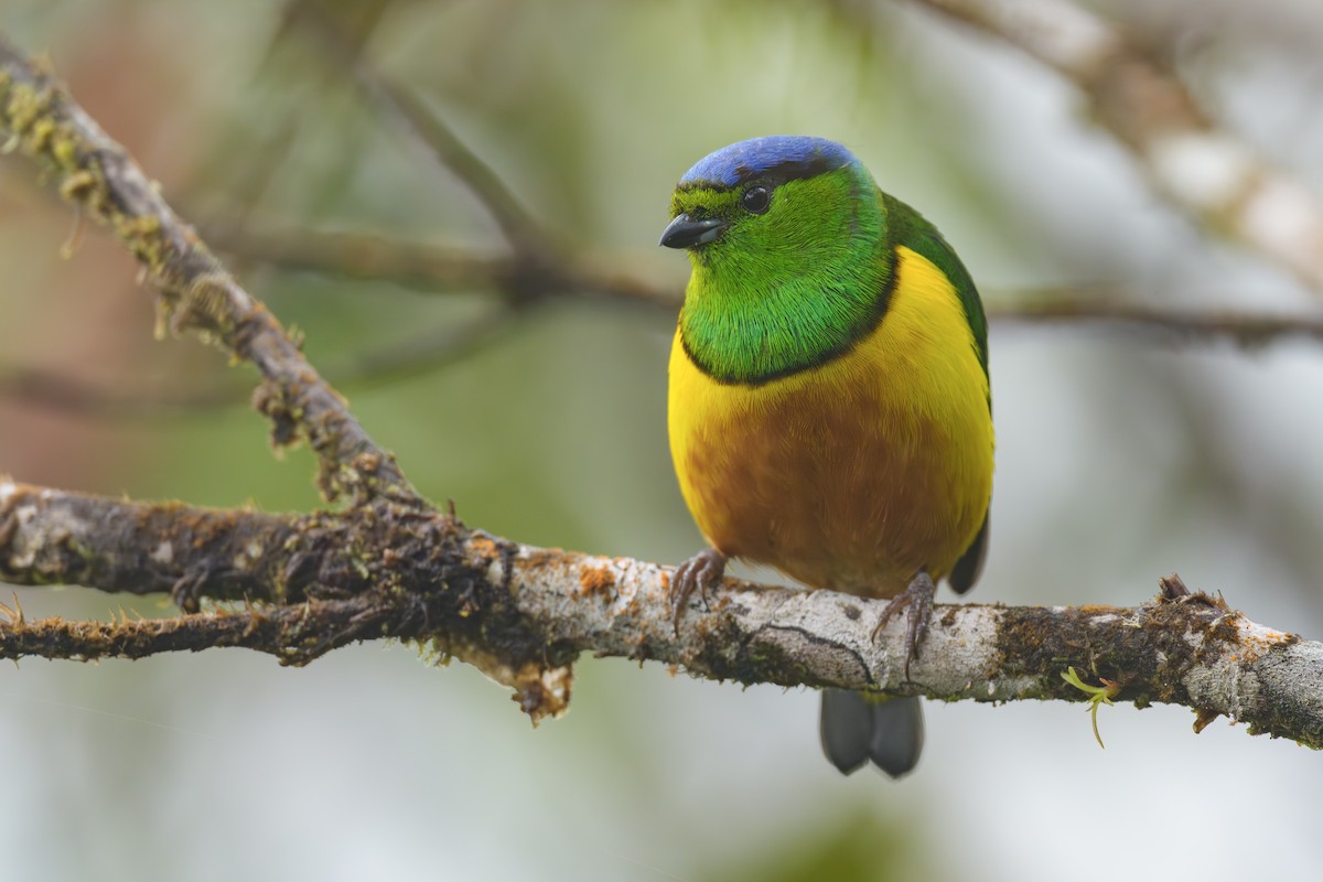 Chestnut-breasted Chlorophonia - ML644260303