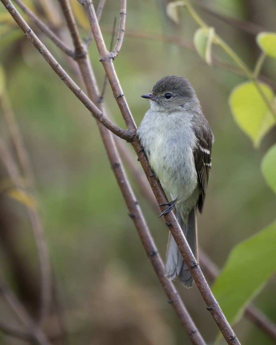 Small-headed Elaenia - ML644260309