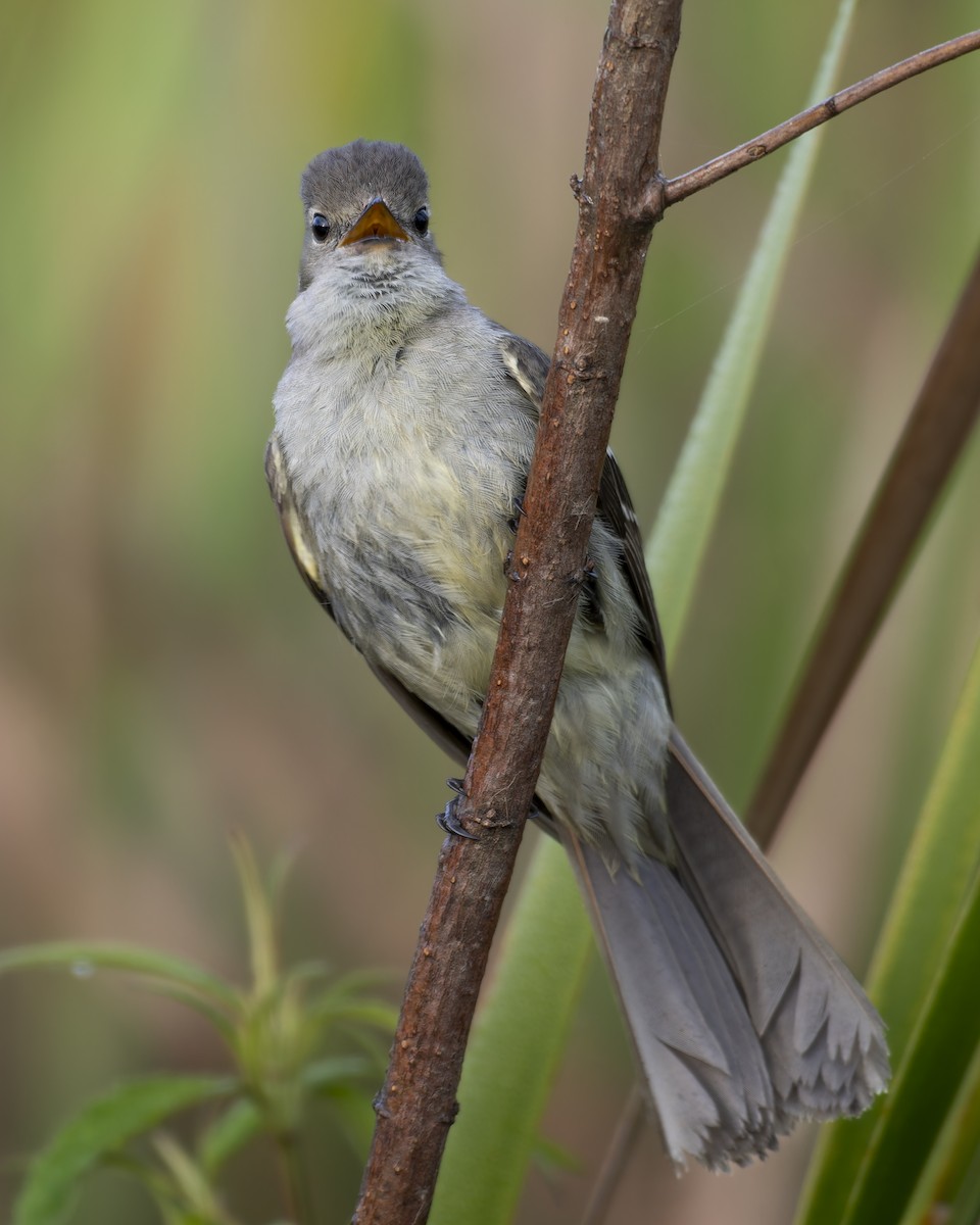 Small-headed Elaenia - ML644260310