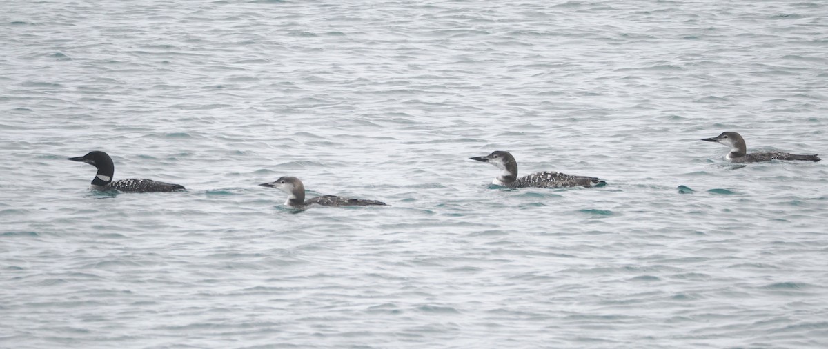 Common Loon - ML644260314