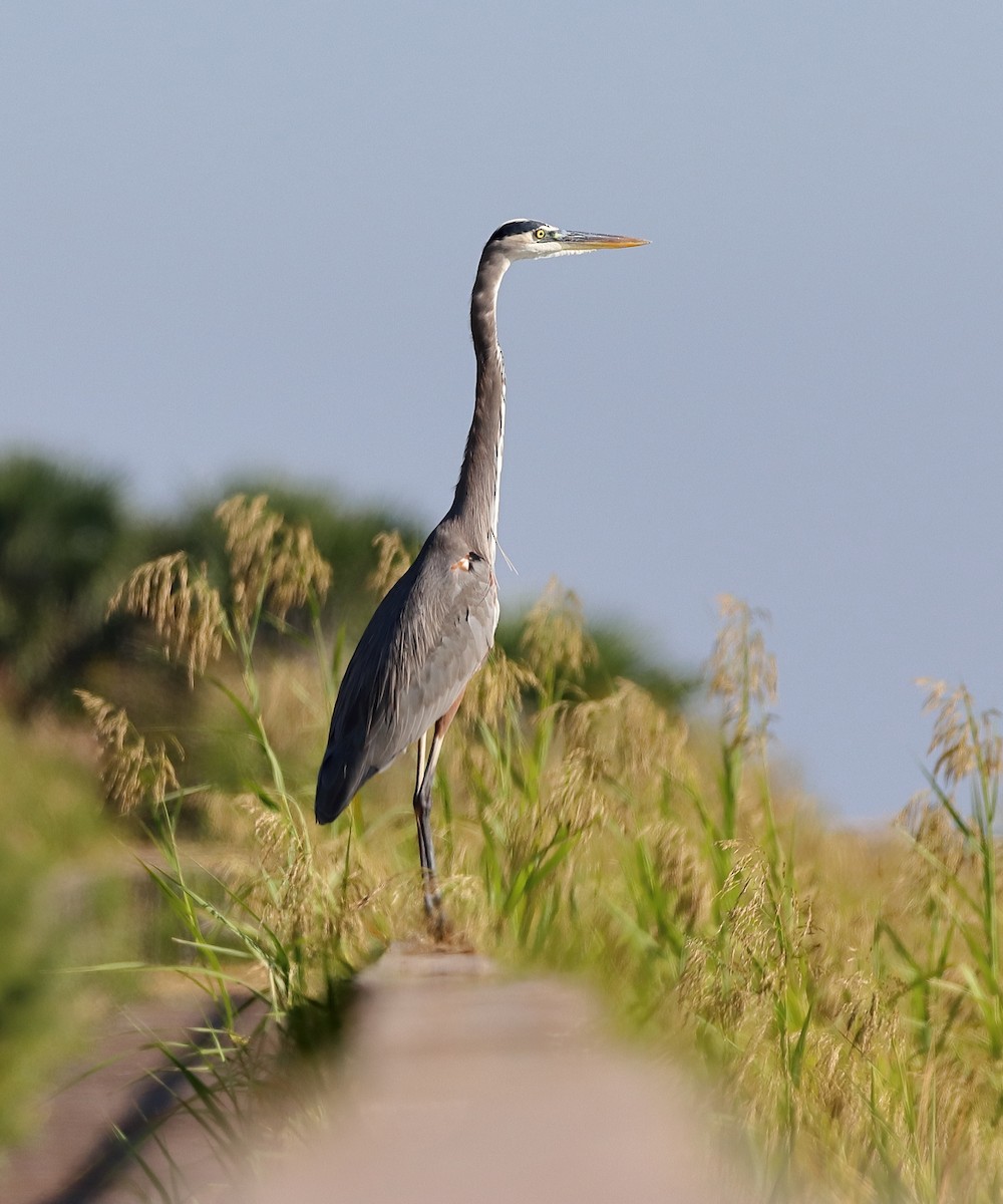 Great Blue Heron - ML644260318