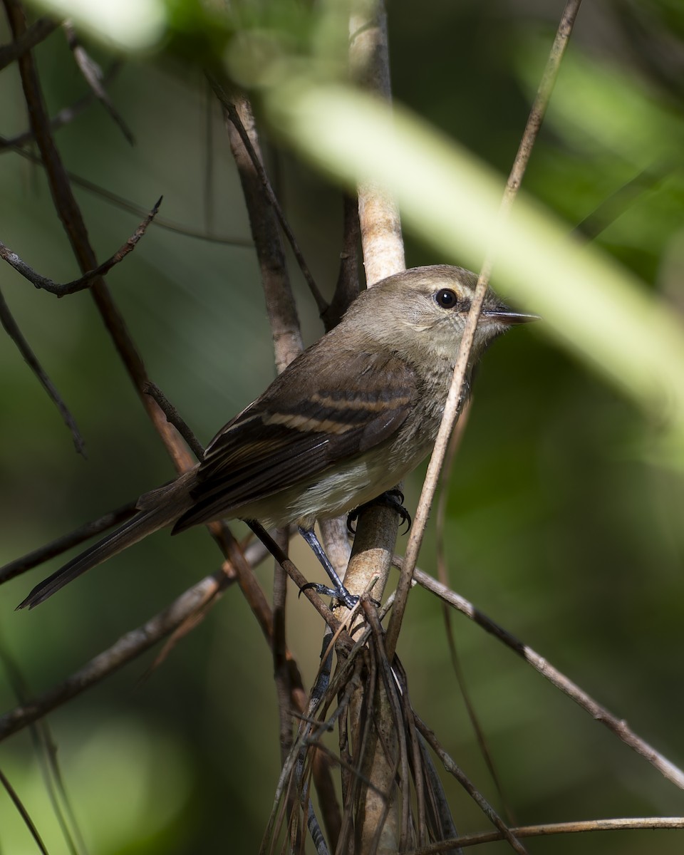 Fuscous Flycatcher - ML644260323