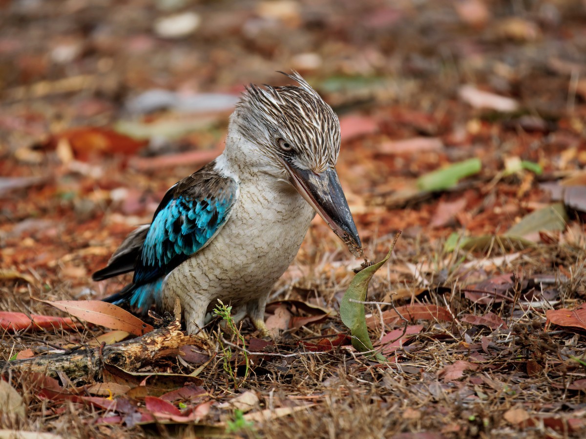 Blue-winged Kookaburra - ML644260325