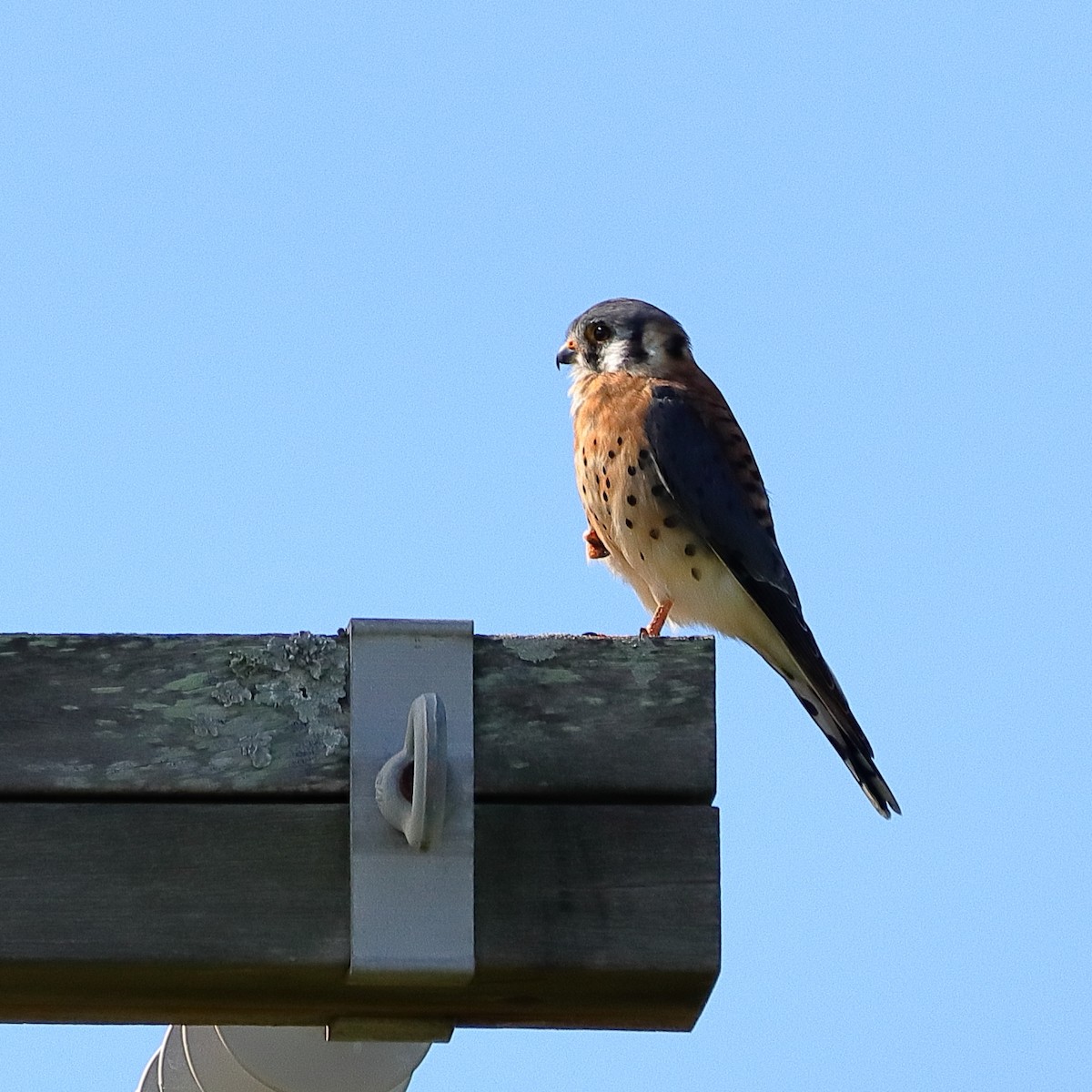 American Kestrel - ML644260326