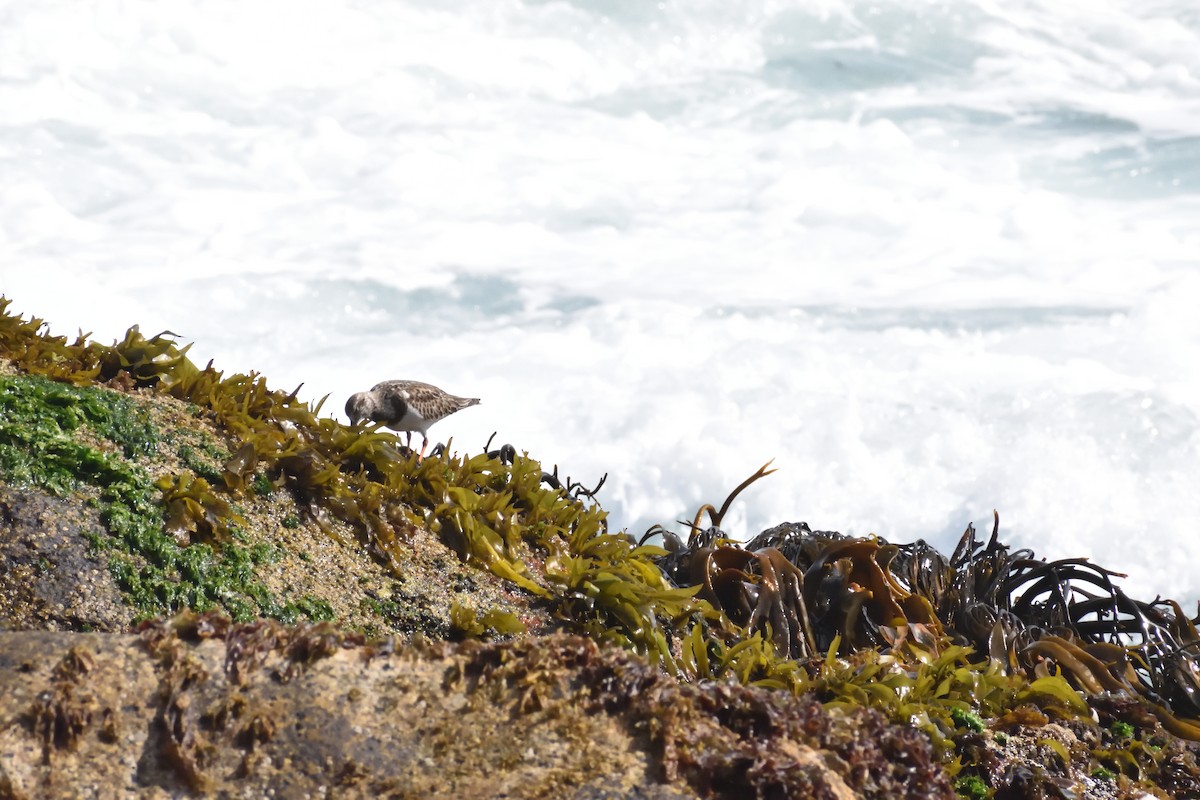 Ruddy Turnstone - ML644260328