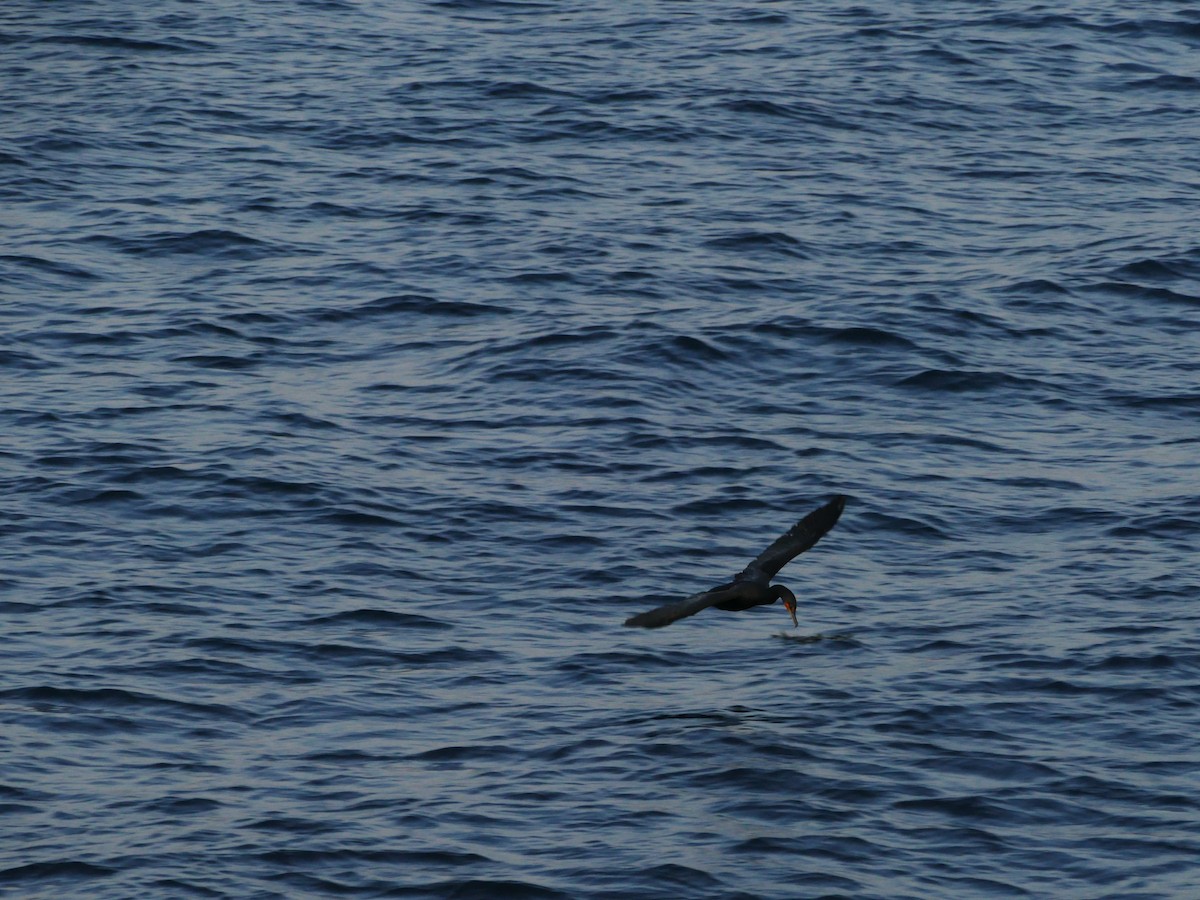 Cormorán Orejudo - ML644260332