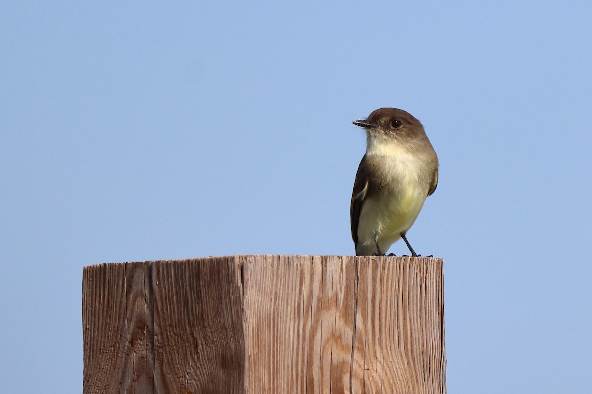 Eastern Phoebe - ML644260357