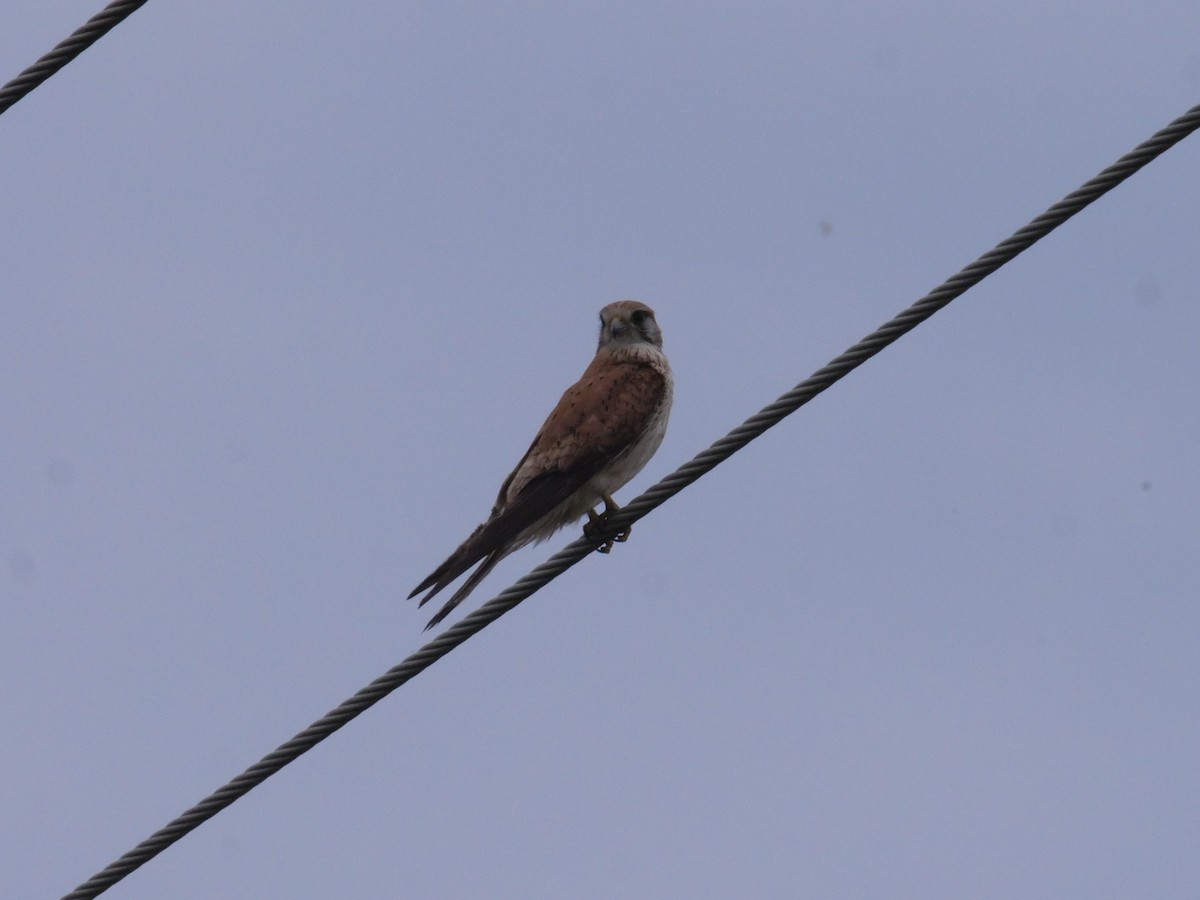 Nankeen Kestrel - ML644260361