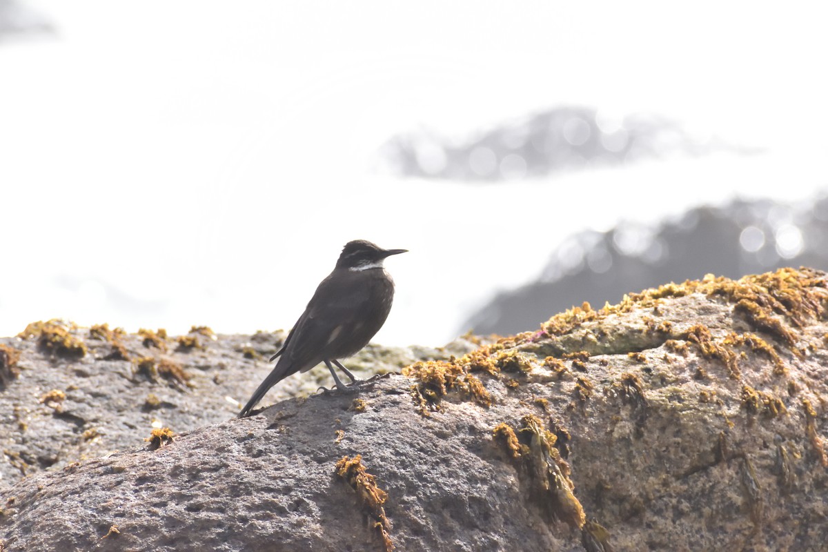 Seaside Cinclodes - ML644260365